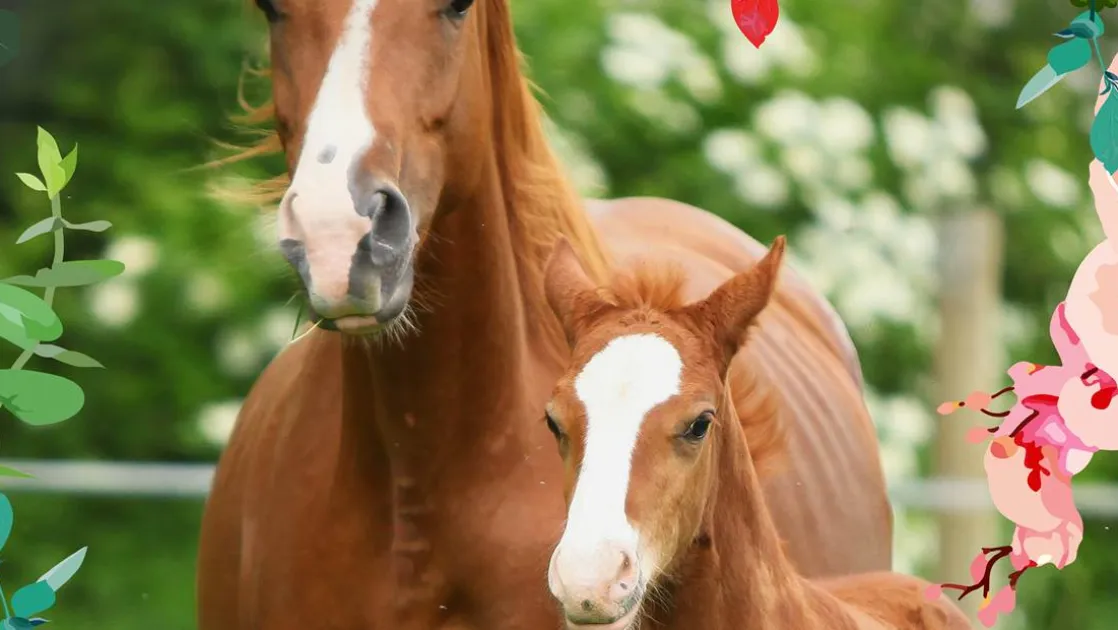 Foal strandlaken