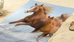 Free strandlaken