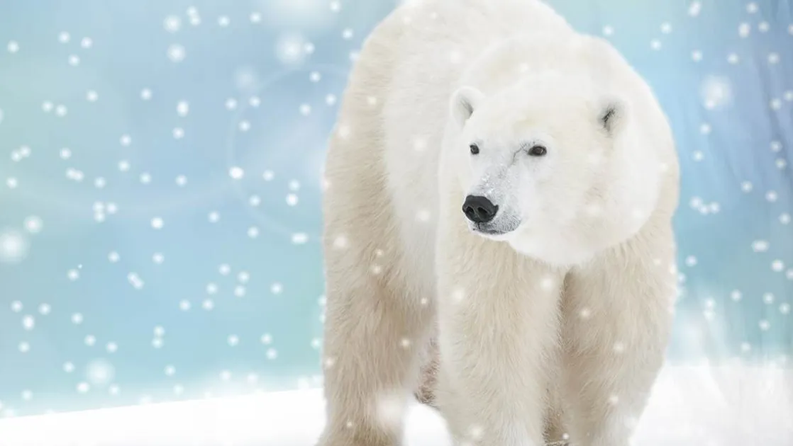 Icebear flanel dekbedovertrek