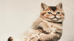 Kitten Friends dekbedovertrek