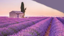 Lavender dekbedovertrek