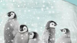 Pengu flanel dekbedovertrek